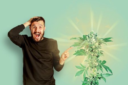 Цветение конопли