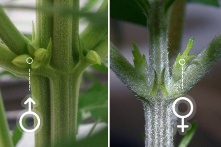 Этапы цветения конопли