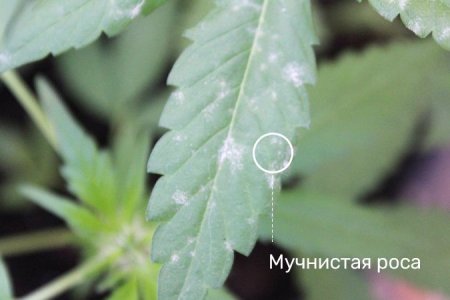 Мучнистая роса