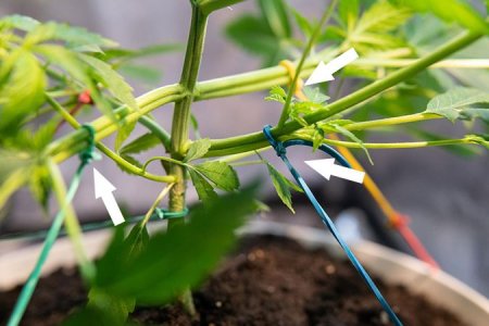 LST подгиб конопли