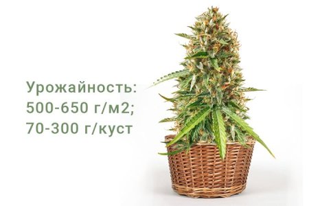 Сорт конопли Scout Cookies Auto