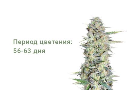 Сорт конопли Lowryder #2