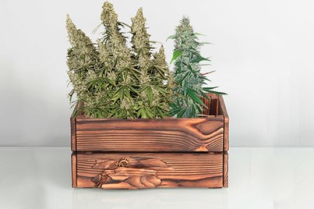 Харвест конопли