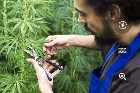 преимущества дефолиации