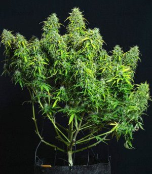 Lemo AK Fast Buds.jpg