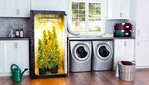 Как вырастить автоцвет в гроубоксе