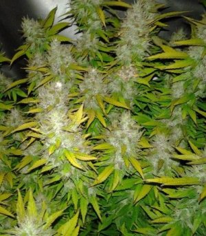 сорт конопли Royal Creamatic Auto.jpg