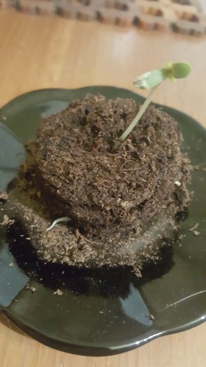 Экстрим пересадка.jpg