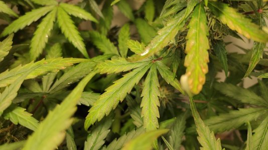 IMG_20220726_201404 — копия.jpg