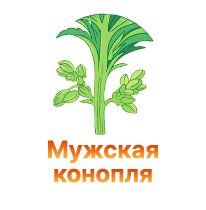 9-Muzhskaya konoplya-100.jpg