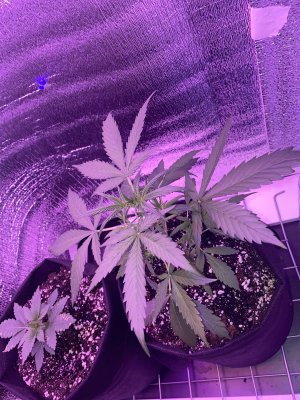 45D0BC45-E48D-4CAF-9CA3-1BC4AD774CFB.jpeg 45D0BC45-E48D-4CAF-9CA3-1BC4AD774CFB.jpeg