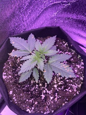 8C622826-7EF6-4D0F-89F9-D60CB636BC5B.jpeg 8C622826-7EF6-4D0F-89F9-D60CB636BC5B.jpeg