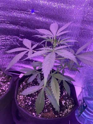 C6C2ACE8-D350-4B67-B2A0-3F94901D598F.jpeg C6C2ACE8-D350-4B67-B2A0-3F94901D598F.jpeg