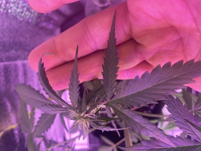 BBA9340E-F1D8-4110-A9AF-8062A91AD72B.jpeg BBA9340E-F1D8-4110-A9AF-8062A91AD72B.jpeg