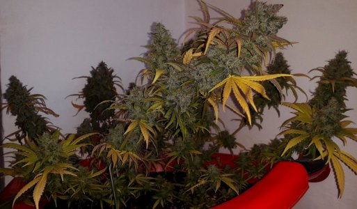critical-kali-mist-fem-delicious-seeds__dTIAjnT2EmAyGKN2.jpg