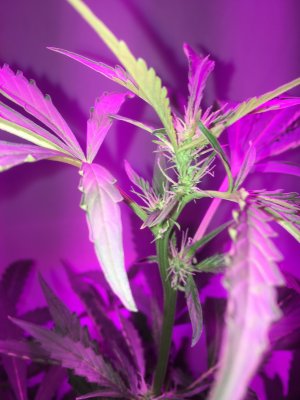 второй куст