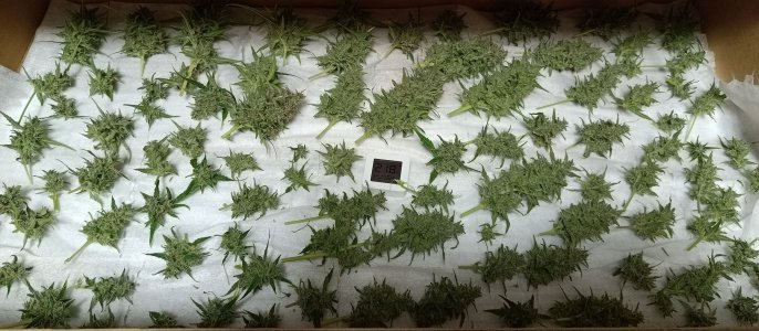 харв кали.jpg