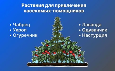 Использование растений-компаньонов для привлечения насекомых-помощников