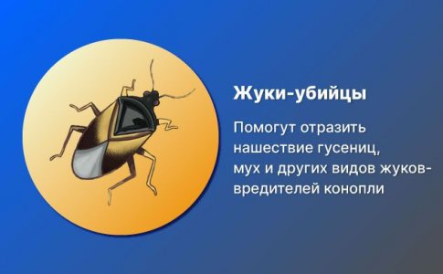  Жуки-убийцы