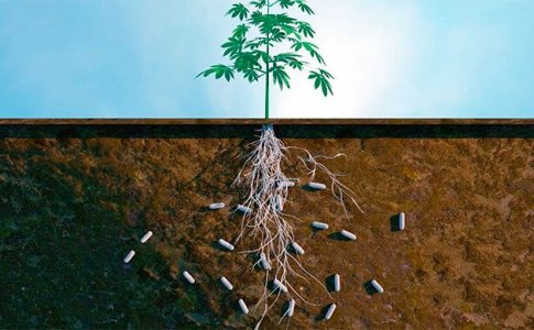 Марихуана и молочнокислые бактерии