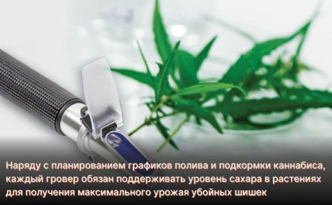 Что такое сахар для каннабиса