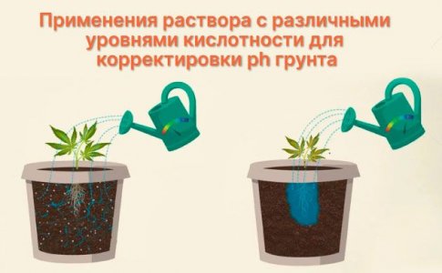 Неблагоприятный уровень рН и блокировка питательных веществ у конопли