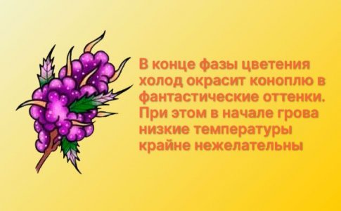 Низкая температура