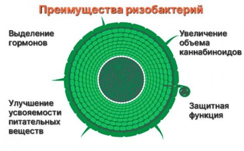 Преимущества ризобактерии для конопли