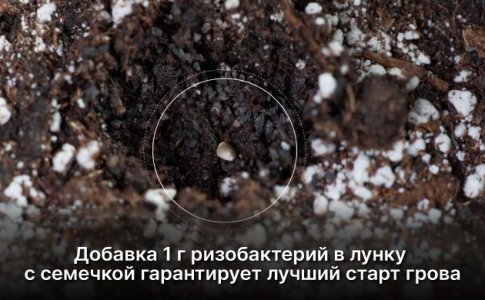 Как правильно применять ризобактерии