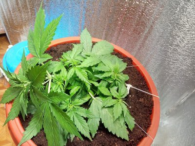 22 день LST1.jpg