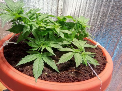 25 день LST2.jpg