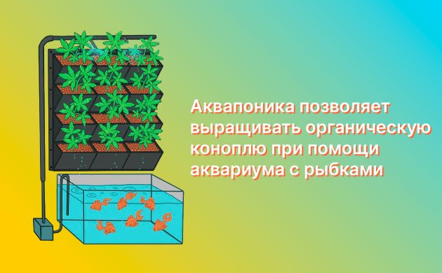 Выращивание конопли в аквапонике