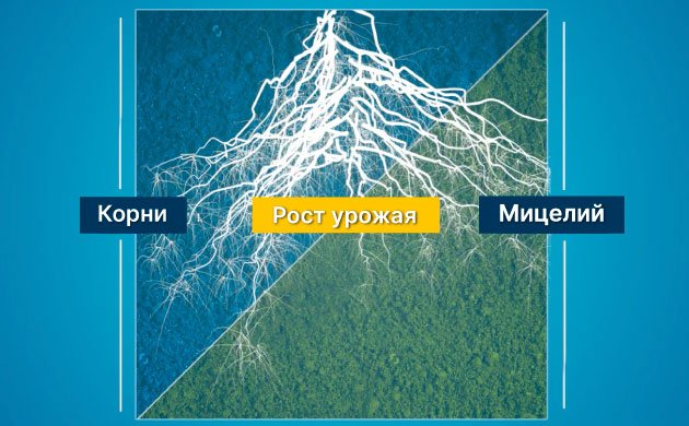 Преимущества добавления микоризных грибов в почвенную смесь