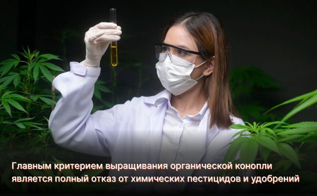 Как выращивают органический каннабис
