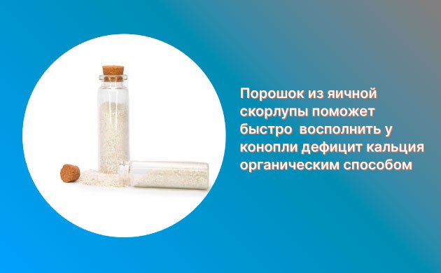 Дефицит кальция у конопли: смесь яичной скорлупы