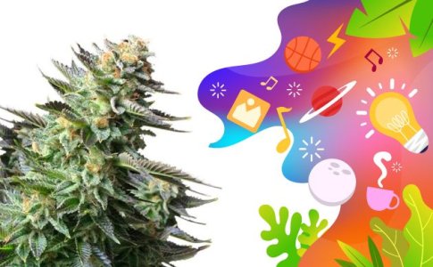 Сорт конопли Amnesia 