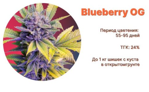 Blueberry OG