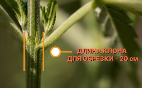 клон конопли