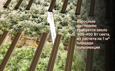 свет для конопли