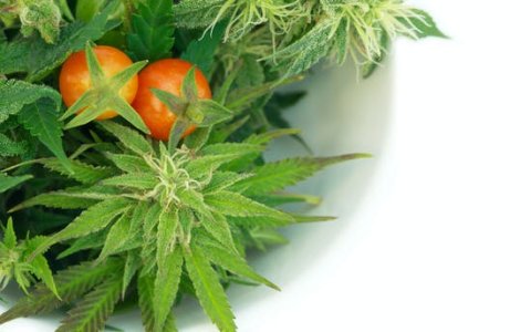 свежая конопля.jpg