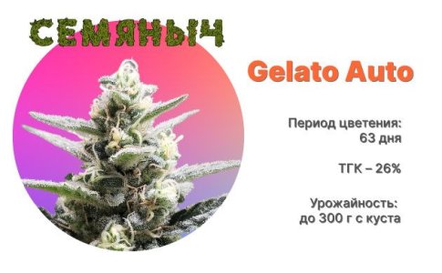 Сорт каннабиса Gelato Auto от Семяныча