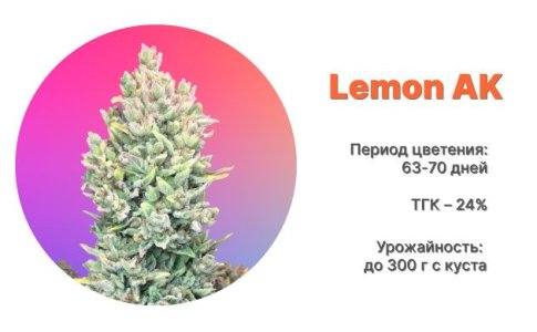 Сорт каннабиса Lemon AK от FastBuds