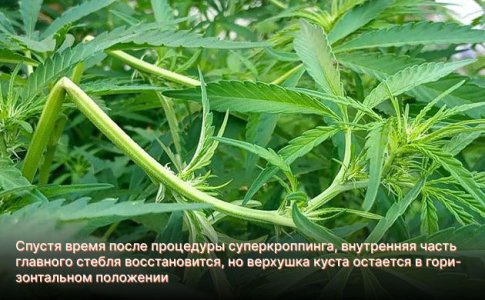 суперкроппинг конопли