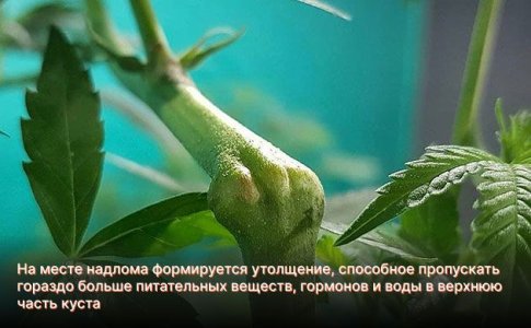 суть техники суперкроппинг конопли