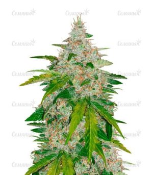 Six Shooter Auto.jpg