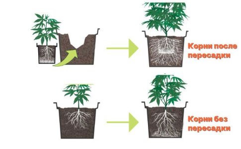 Инструкция по пересадке конопли