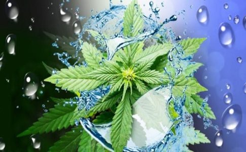 Промывка конопли