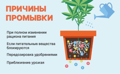 Когда и как правильно промывать коноплю 