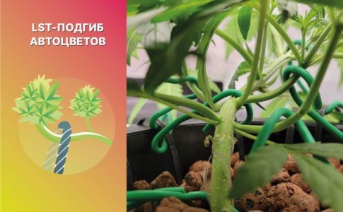 LST-подгиб автоцветов