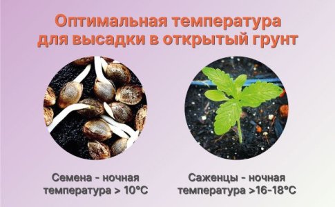 Когда вовремя высаживать коноплю в аутдор